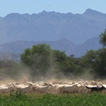 Dinámica Rural (extracto)